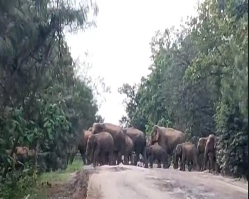 सड़क पर एक साथ दिखा 70 से अधिक हाथियों का झुंड, थम गई गाड़ियों की रफ्तार…