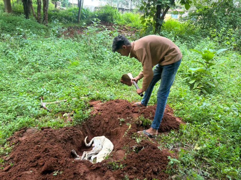 कोरबा: सड़क पर मरे डॉग का निगम ने नहीं किया अंतिम संस्कार, गौ सेवकों ने खुद किया दफन