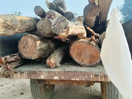 कोरबा में 6 तस्करों के घरों पर दबिश:362 नग लकड़ी बरामद, वन विभाग ने पुलिस के साथ की कार्रवाई