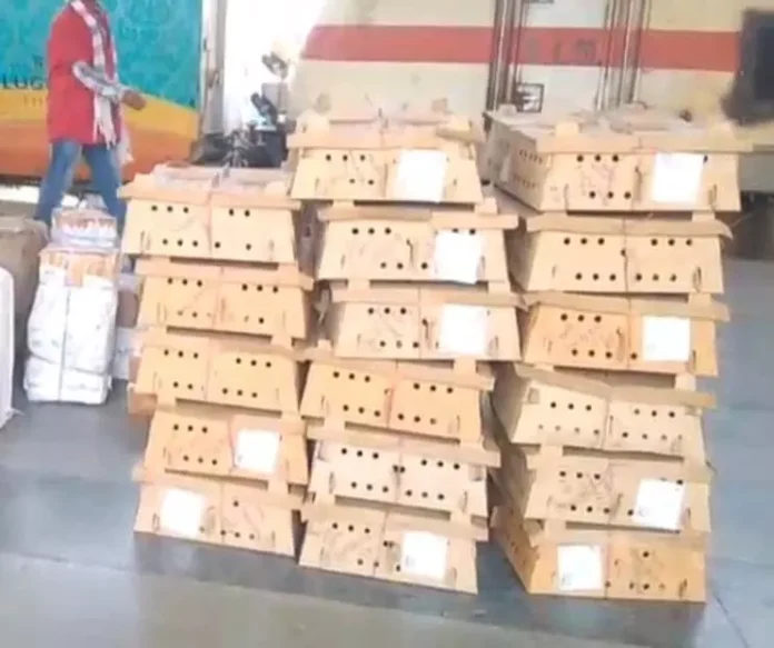 बर्ड फ्लू अलर्ट के बीच स्टेशन पर पहुंचे हजारों चूजे, प्रशासन की सख्ती पर उठे सवाल