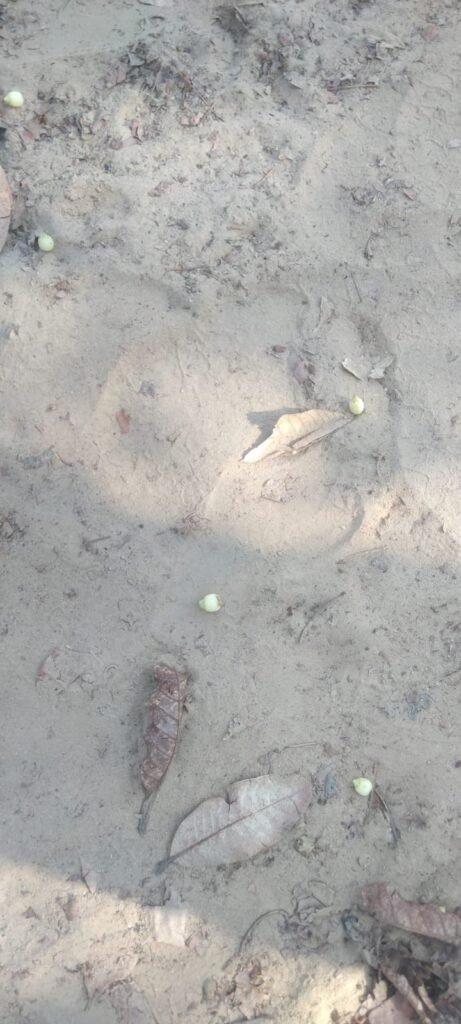 साजापानी-कांशीरानी पहाड़ में 8 हाथियों का दल सक्रिय, ग्रामीणों को अलर्ट जारी