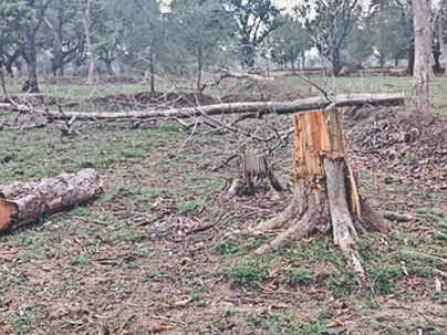 KORBA:वन विभाग की बड़ी नाकामी उजागर, जंगल कटता रहा,इन्हें भनक तक नहीं…!