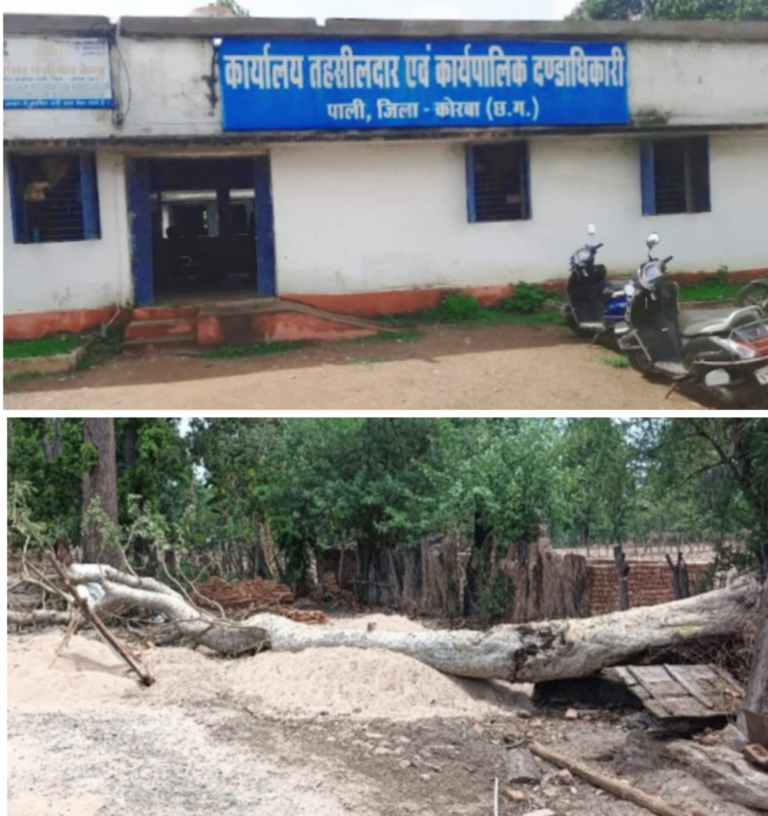 चोरकाडांड़ हादसा : आंधी- बारिश से बचने खड़े 3 युवकों के लिए काल बन गया धौंरा पेड़, राजस्व रिकार्ड में गाज गिरने से मौत दर्ज कर मुआवजे की तैयारी