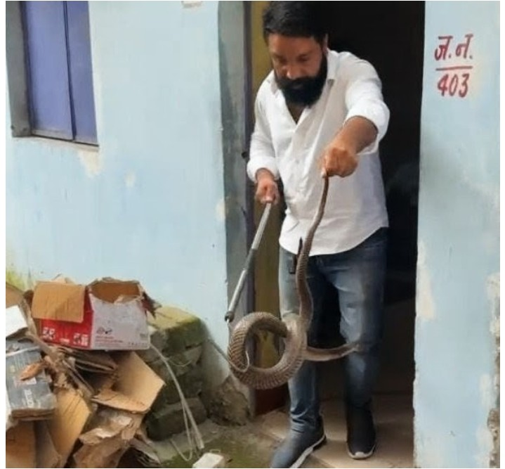स्टोर रूम में मिली सांप की केचुली, सामान हटाते ही सामने आया 6 फीट लंबा कोबरा