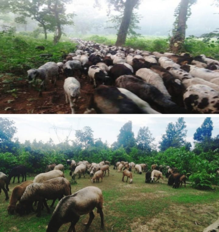 कटघोरा वनमंडल में जंगल राज : राजस्थान- गुजरात के हजारों भेड़- बकरी और ऊंटों ने पाली परिक्षेत्र के जंगलों को बनाया चारागाह, वन कर्मियों पर संरक्षण का आरोप